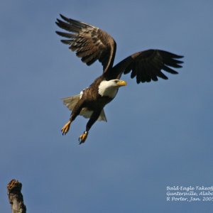 Near Guntersville Dam