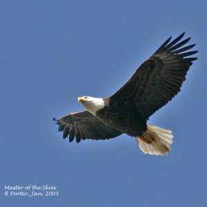 Master of the Skies