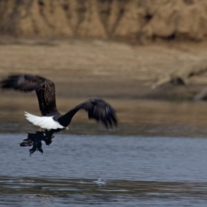 Media 'Lift off with Duck' in album 'Zebra'