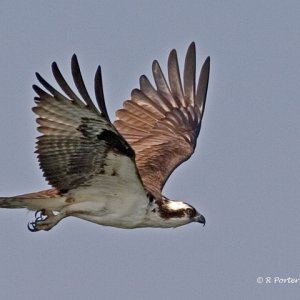 Osprey on Tennessee River