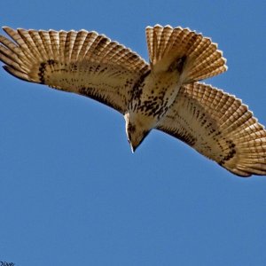 Redtail Diving