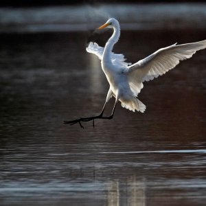 Great White Egret
