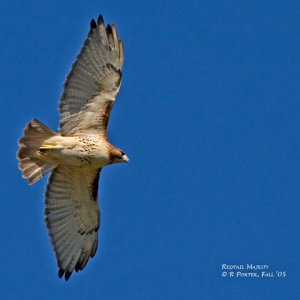 Redtail Majesty