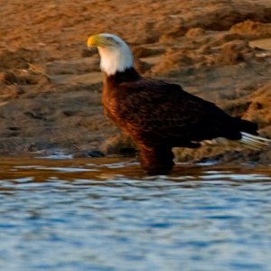 Bald Eagle Standing in Tennessee River to drink. I have never seen this before. Apologies for quality: Loong distance, low light and moving boat......