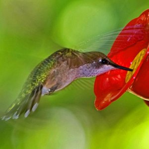 Hummer Takes a Sip