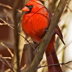 Cardinal beauty