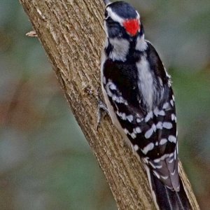 Fleeting shot of colorful Downey Woodpecker