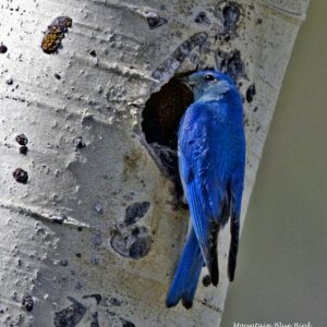 Western Blue Bird; breathtaking