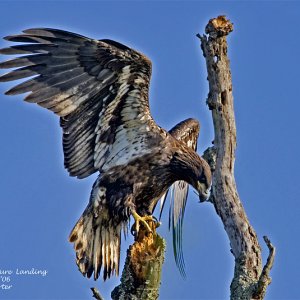 Media 'Immature Young Bald Eagle' in album 'Zebra'