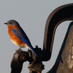 Bluebird graces bell on the Tennessee River Fall morning.