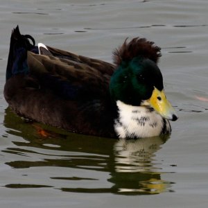 Black Crested Duck - unusual duck for this area.