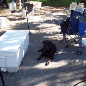 Shug guarding the oysters.