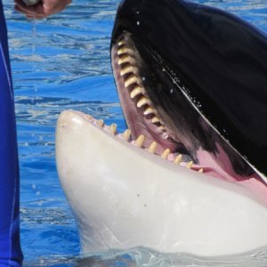 Big teeth on those blackfish