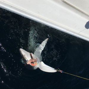 caught a blue shark & gently let him go