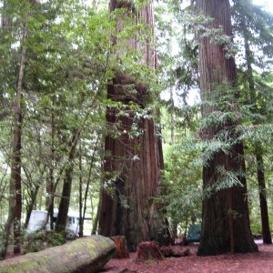 Jedediah Smith Redwoods state park California