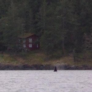 Pod of killer whales entering Friday Harbor!