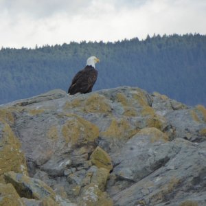Bald Eagle on Pointer Island, which is really just a rock