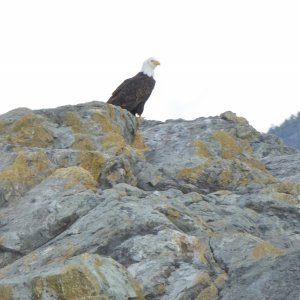Bald Eagle