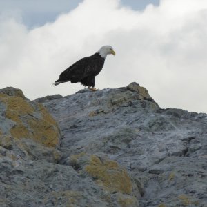 Bald Eagle