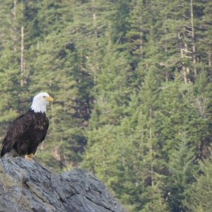 Bald Eagle