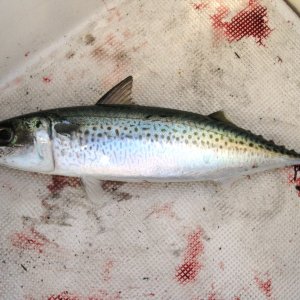 First fish landed, Blue Mackerel, given back to Tangaroa, God of the Sea, for good luck