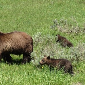 Mama Grizz & cubs along road very near Coulter Bay, Jackson Lake on our way to Yellowstone Lake.