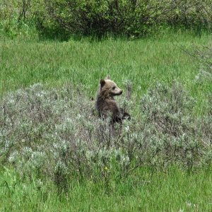 bears Yellowtone 2011 004