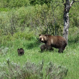 bears Yellowtone 2011 007
