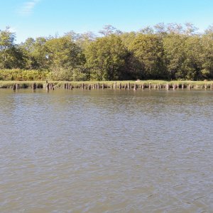 Up the river is a dolphin ranch.  These are the babies.