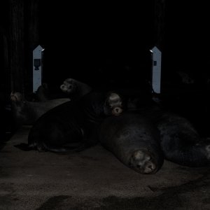 When I came back after dinner, these guys were snoozing on the dock.  They complained all night.