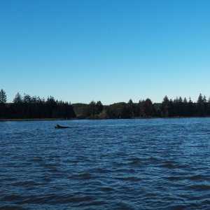 It is kind of hard to see in this picture, but the snag is 600 yards off shore.  The difference in the water surface is because there is a spit that extends out that far.  It is two feet deep where the snag is and 25 feet deep a few feet out from the snag.