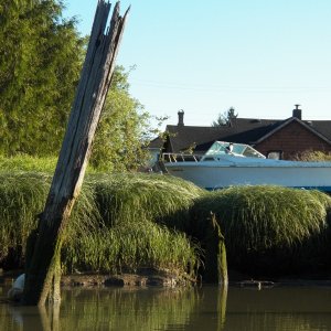 A cat boat.  The cat is at the helm.