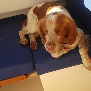 Our dog Rimrock