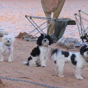 The dogs of Escalante Arm