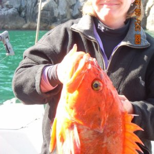 YELLOWEYE 18 lbs