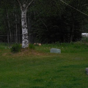 Brownie Sow & 3 cubs in front yard