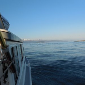 Hump Back @ Homer Spit