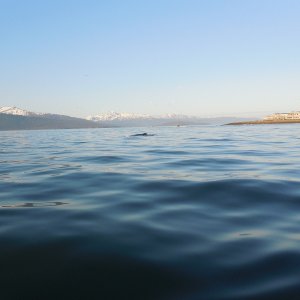 Humpback off the end of the Homer Spit