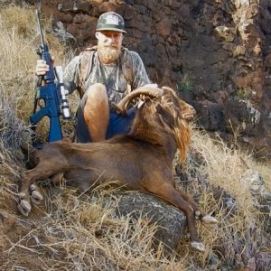 2018 Captain Cook's Spanish Goat West side Oahu.
OMG A BLACK RIFLE its impossible to hunt with that, it Might go "Full Semi Auto" at any moment ask any news idiot!