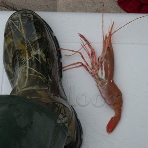Size 12's & Spot Shrimp