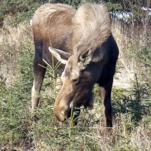 Back yard Moose Calf