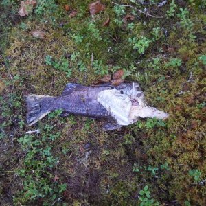 1/2 eaten Spawning Silver in the woods 50' from the creek?