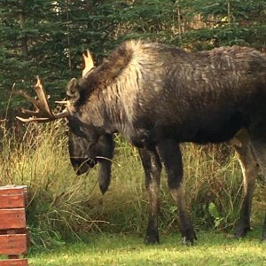 Back yard Bull