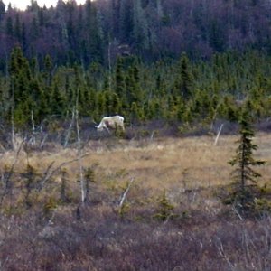 Caribou on the Kenai Flats