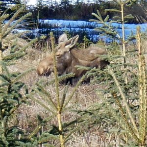 yearling Moose calf in back yard