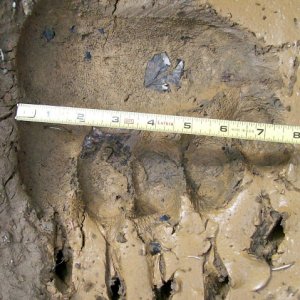 Had to make sure some of the resident bear & bear spray X-sperts had actually seen a Bear Track. Ha-Ha.