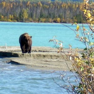 Emerald Lake W. side Cook Inlet