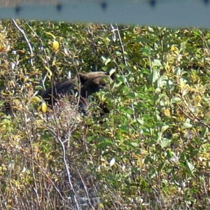 What is that noise in the bushes?
Pict was taken with 1 foot on float, pushing off with other foot, arm w/camera wrapped around wing strut.
