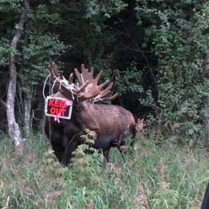 Neighborhood bull with the new (californian)Neighbor sign.