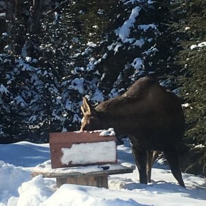 What do ya mean Bird Feeder